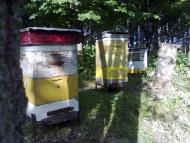 Чижикове з panoramio.com