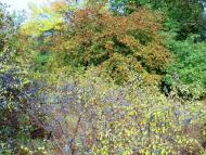 Могилів з panoramio.com