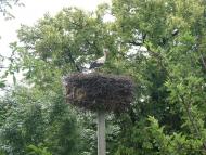 Пасічна з panoramio.com