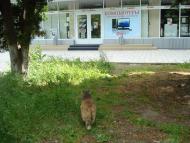 Лиманське з panoramio.com