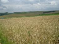 Івахнівці з panoramio.com