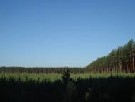 Кодра з panoramio.com