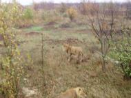 Білогірськ з panoramio.com