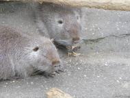 Виноградне з panoramio.com