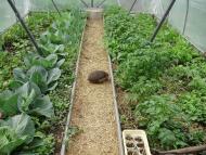 Булахівка з panoramio.com