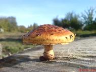 Костюки з panoramio.com