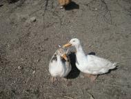 Ставчани з panoramio.com