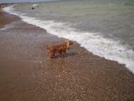 Грибівка з panoramio.com