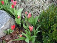 Фастів з panoramio.com (ч.2)