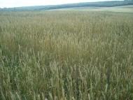 Івахнівці з panoramio.com