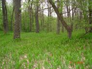 Дівички - Останні фото