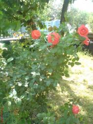 Кандибине з panoramio.com