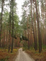 Кодра з panoramio.com