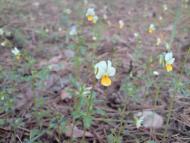 Тетянівка з panoramio.com (ч.2)