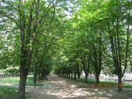 Менжинське з panoramio.com