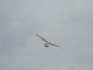 Мирний з panoramio.com (ч.2)