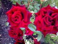 фантазії природи