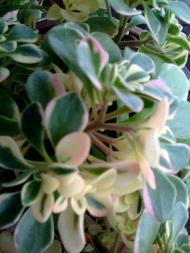 фантазії природи