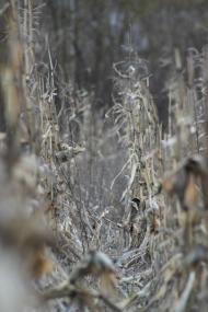 кладьківка