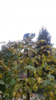 НПП 'СИНЕВИР'