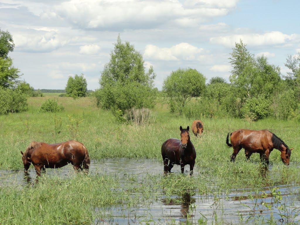 Човниця з panoramio.com - Човниця