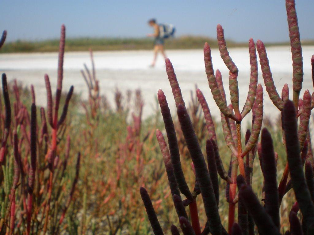 Василівка з panoramio.com - Василівка