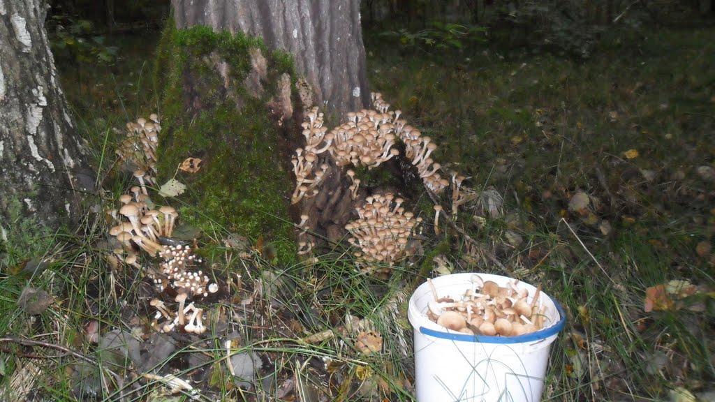 Губків з panoramio.com - Губків