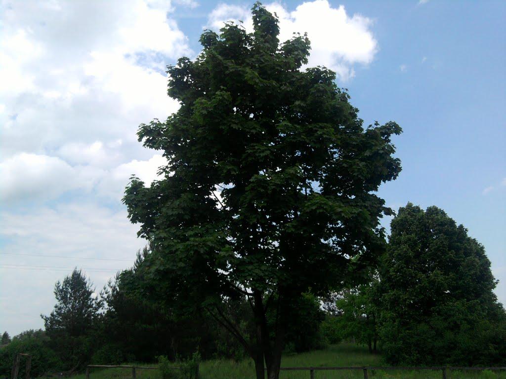 Мартинівка з panoramio.com - Мартинівка