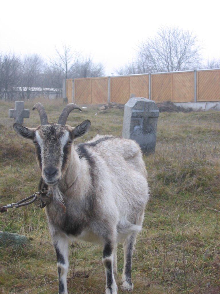 Старі Кодаки з panoramio.com (ч.2) - Старые Кодаки