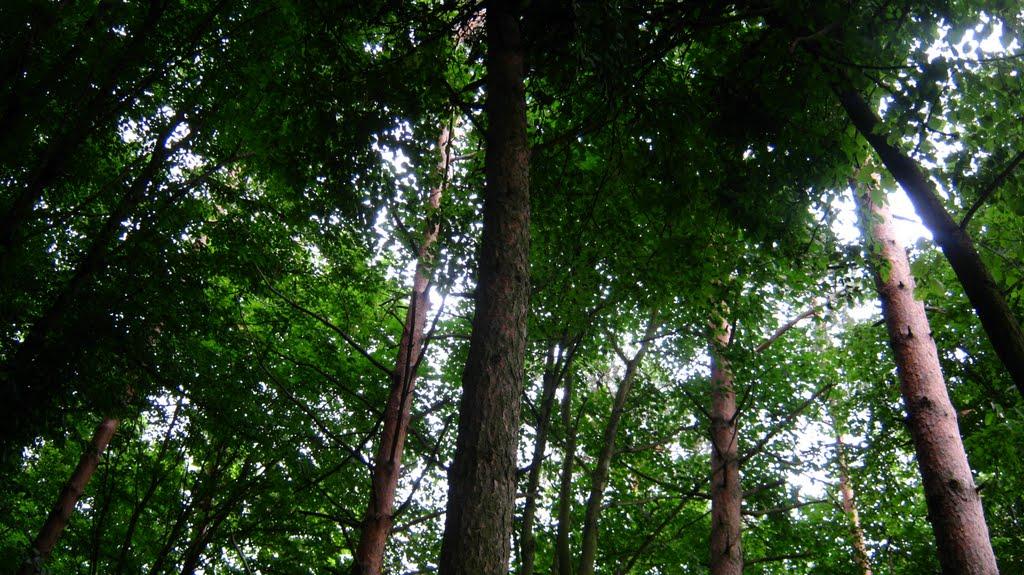 Радехів з panoramio.com - Радехів