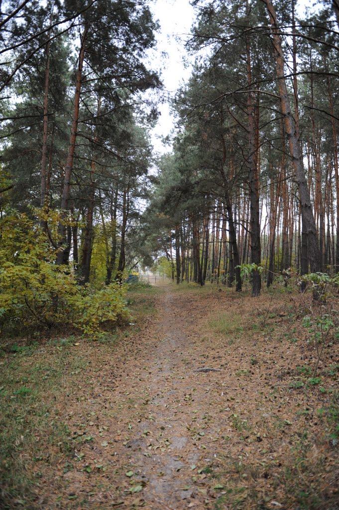 Заріччя з panoramio.com - Заріччя