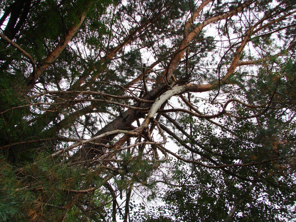 Прип'ять з panoramio.com (ч.3) - Prypyat