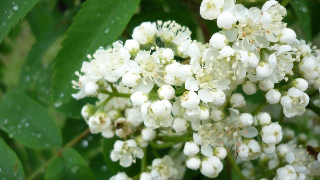 Кекине з panoramio.com - Кекино