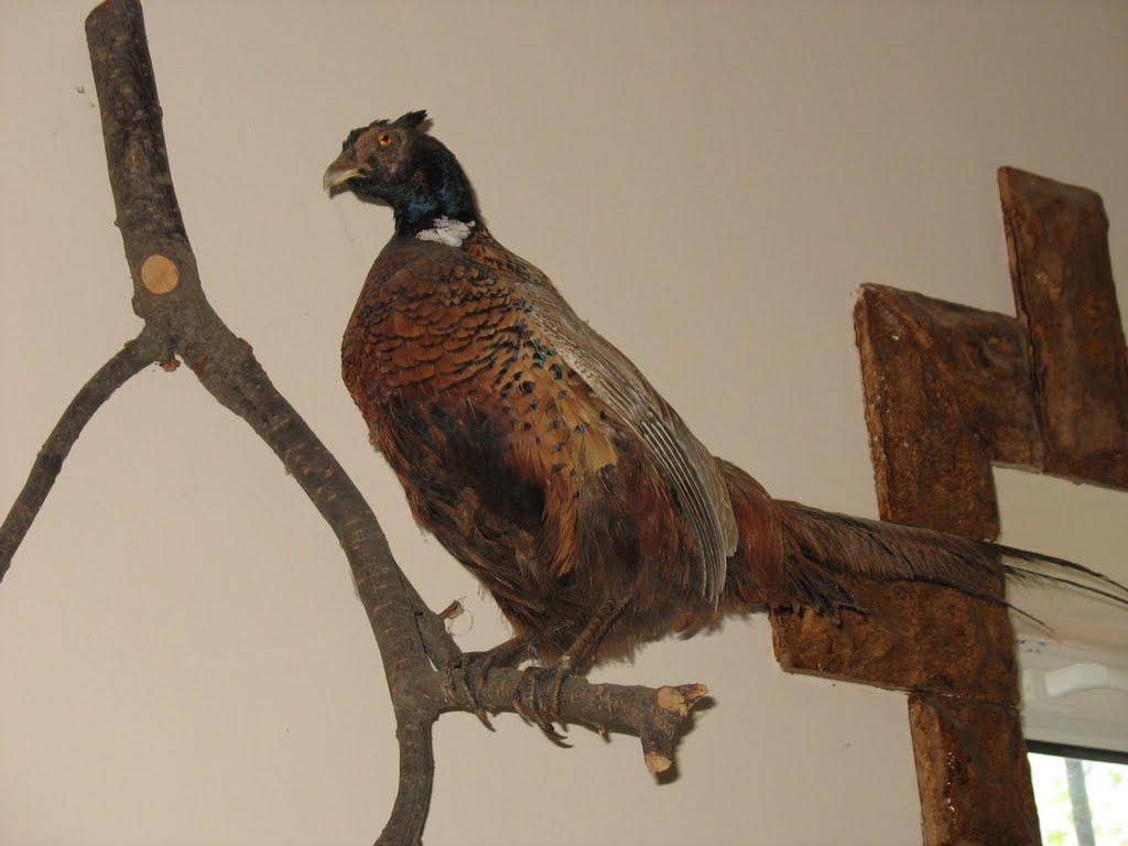 Приморське з panoramio.com - Приморське