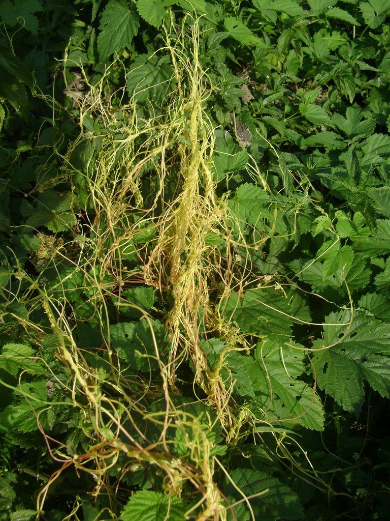 Заострів з panoramio.com - Заостров