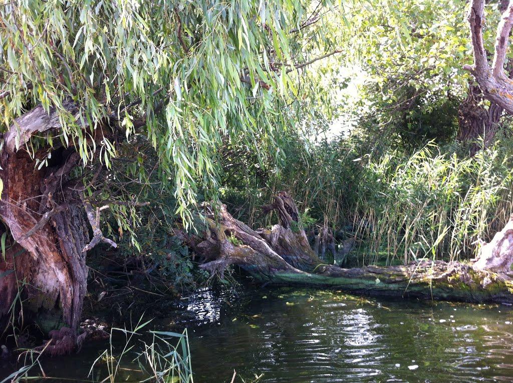 Кізомис з panoramio.com - Кізомис