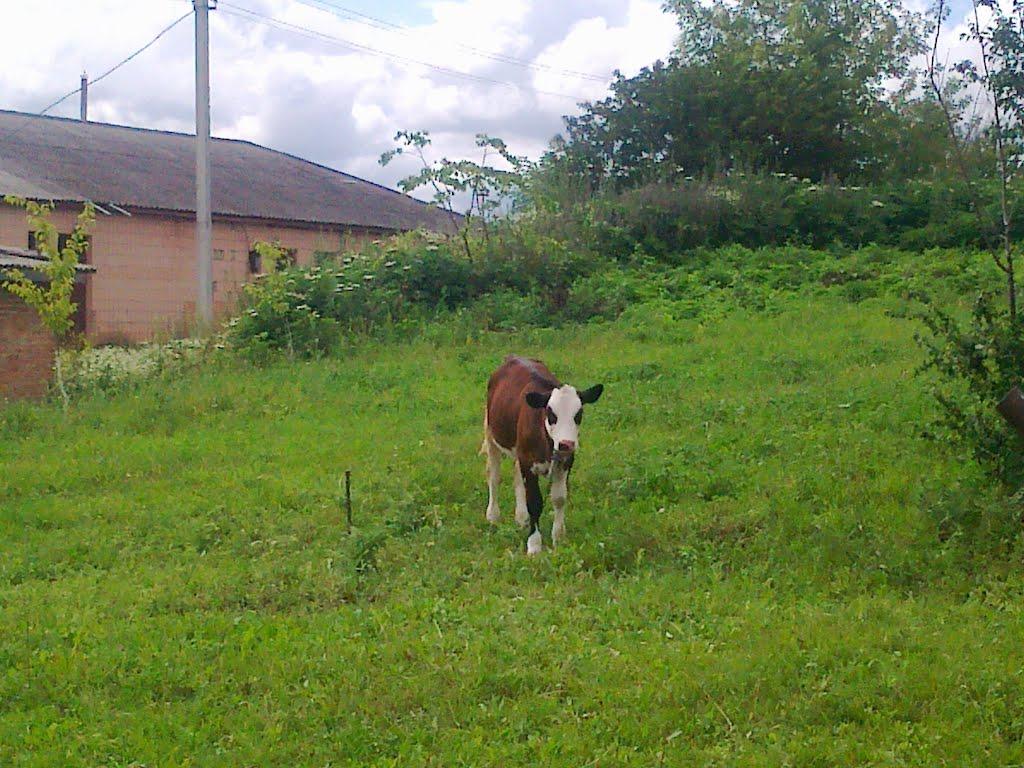 Сатиїв з panoramio.com - Сатиїв