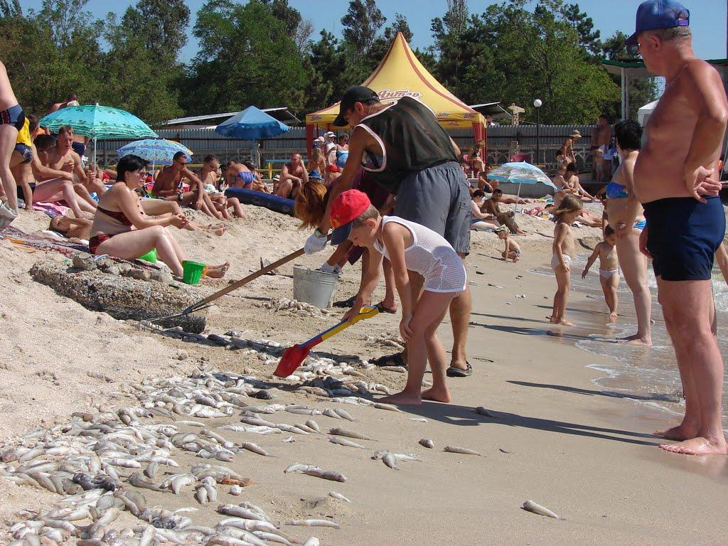 Сєдове з panoramio.com - Седово