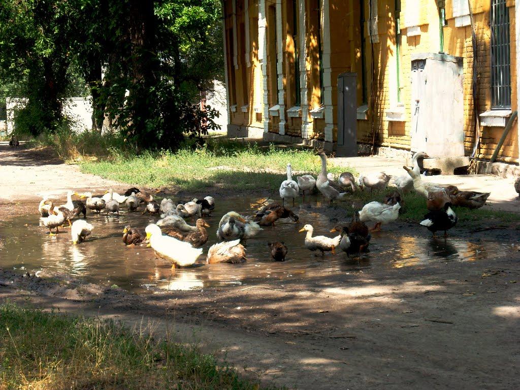 Жданове з panoramio.com - Жданове