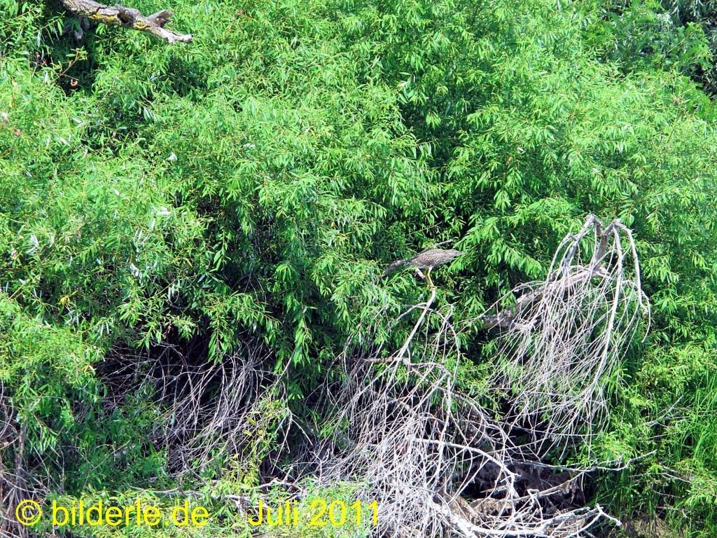 Дунайське з panoramio.com (ч.2) - Дунайское