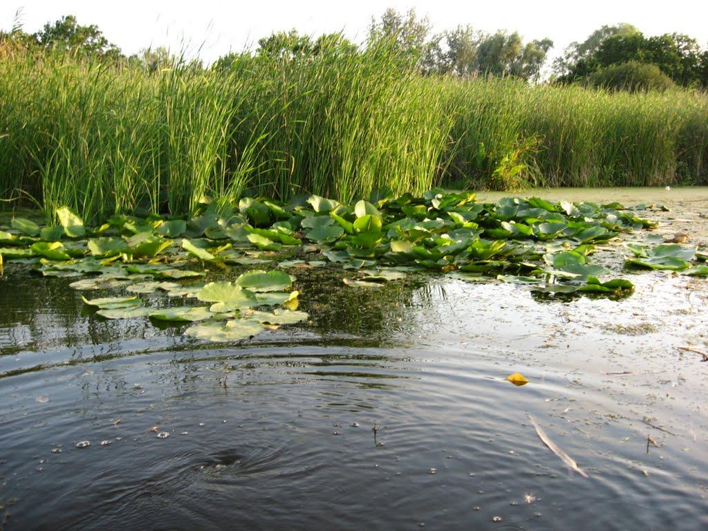 Щурове з panoramio.com (ч.2) - Щурово