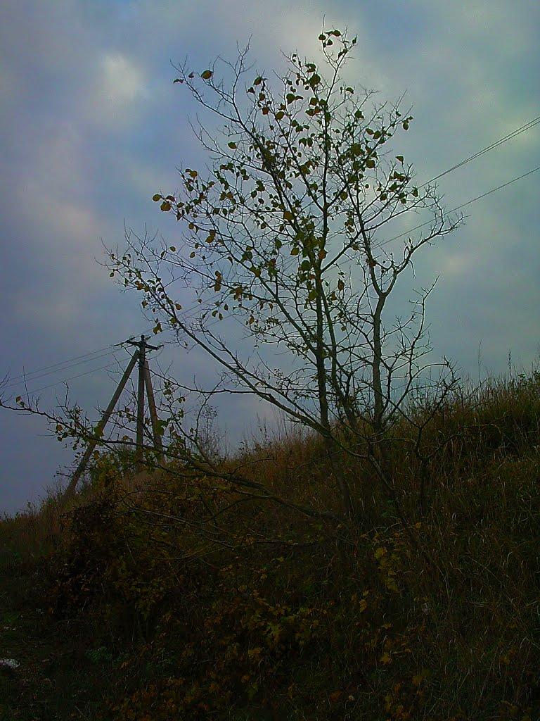 Красний Мак з panoramio.com - Красний Мак