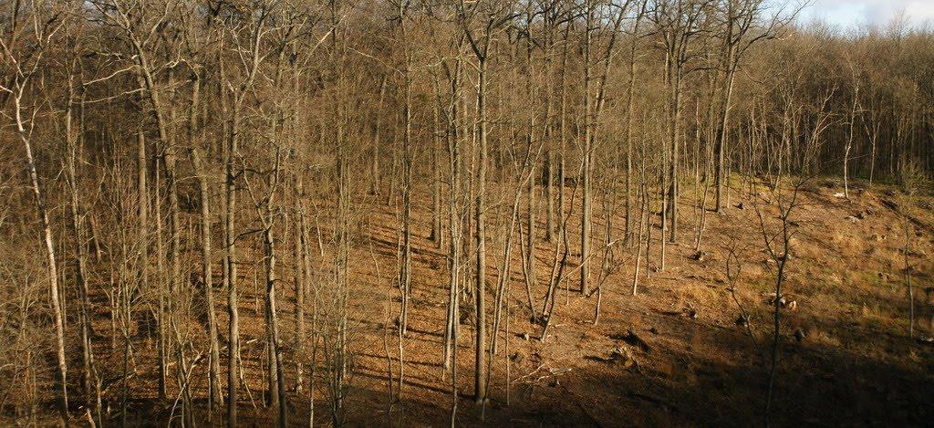 Гаркавець з panoramio.com - Гаркавец