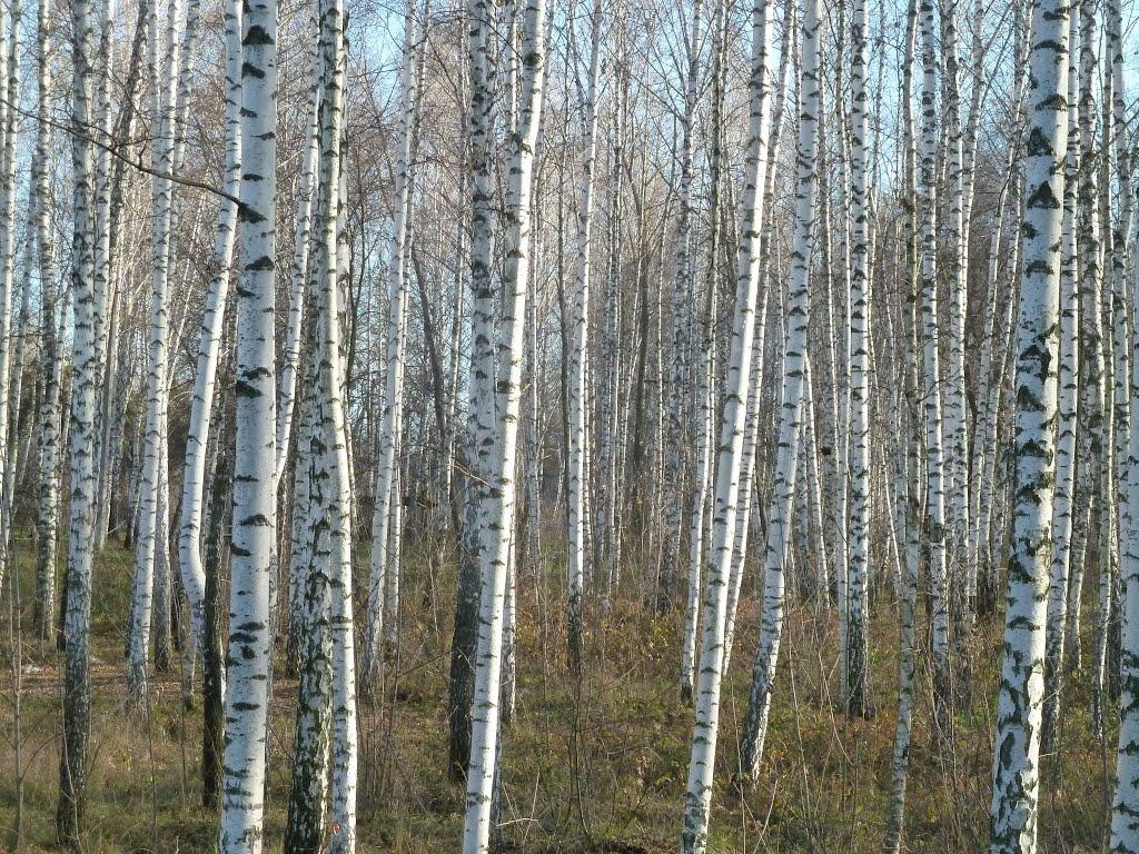 Коропове з panoramio.com - Коропове