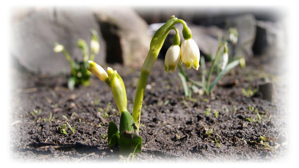 Ківерці з panoramio.com - Ківерці
