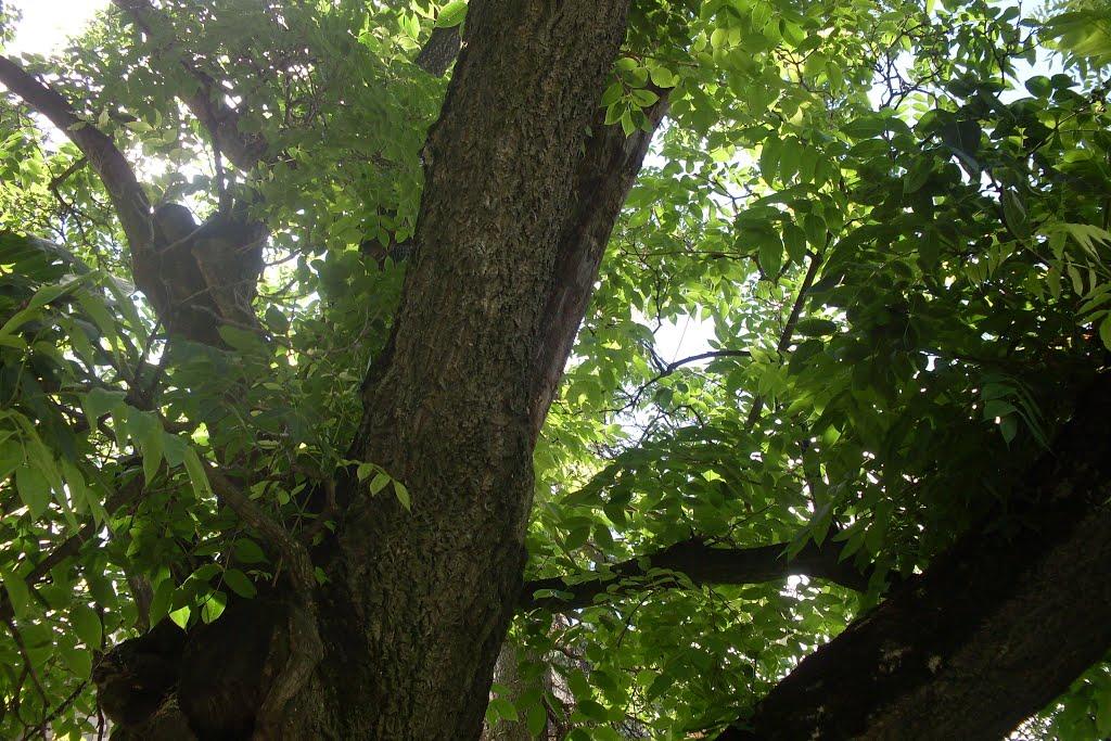 Антоніни з panoramio.com - Антоніни