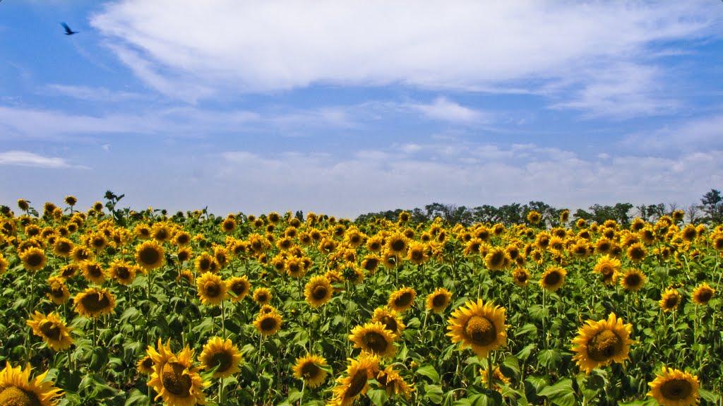 Червоногригорівка з panoramio.com - Червоногригоровка