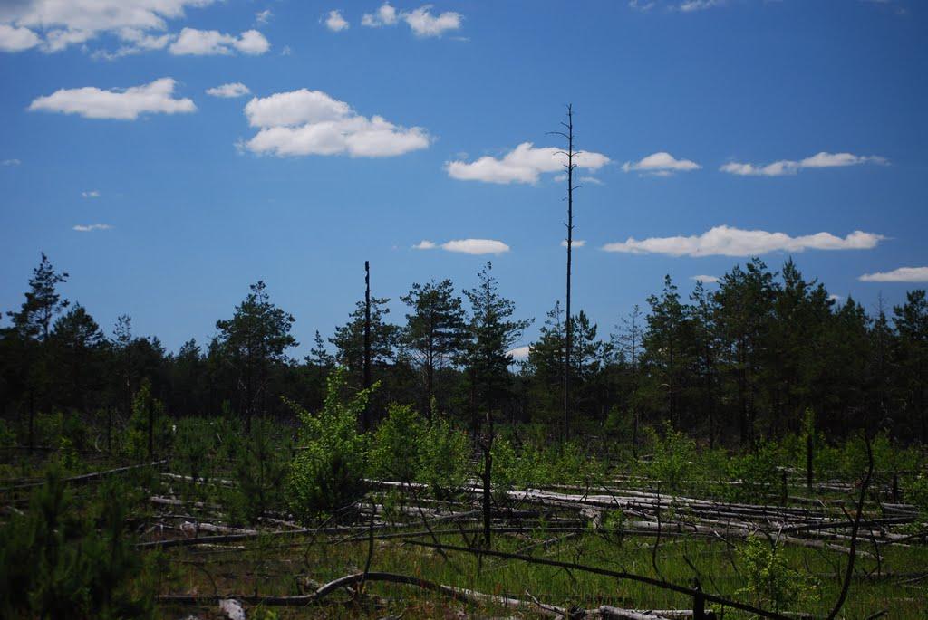 Прип'ять з panoramio.com (ч.3) - Prypyat