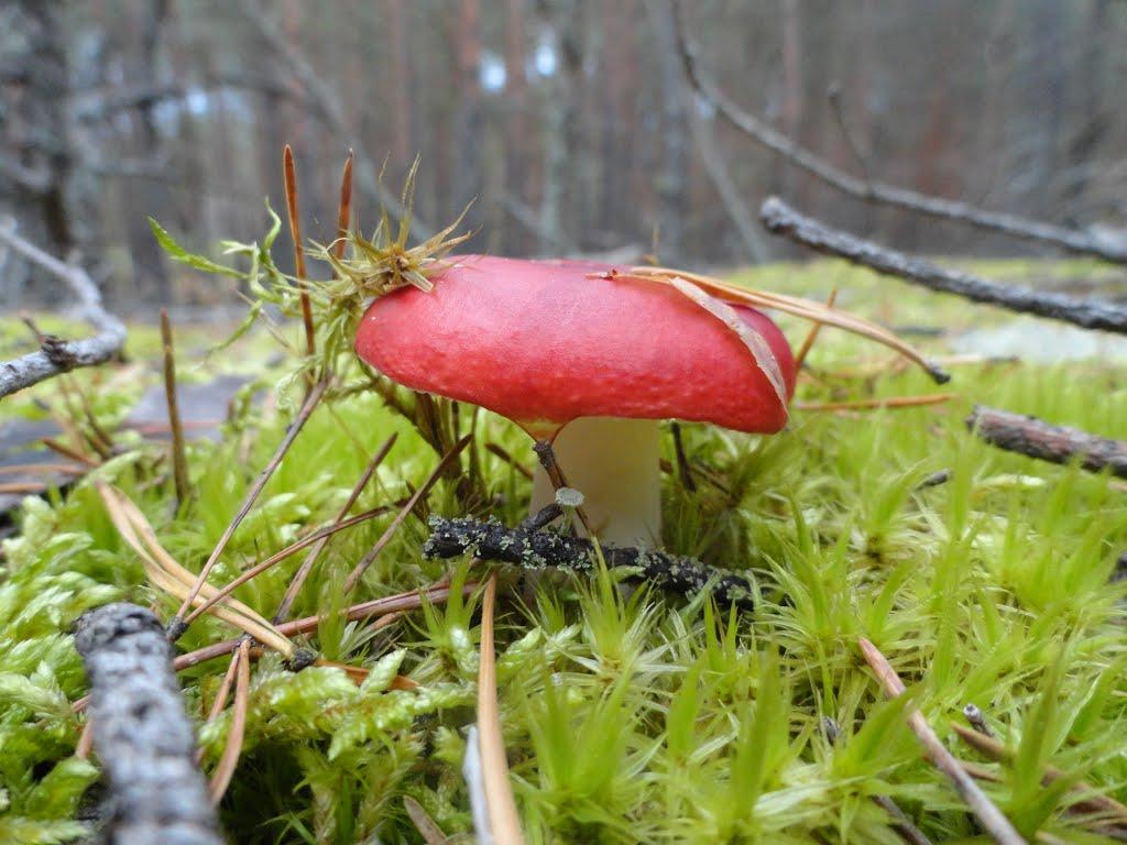 Градиськ з panoramio.com - Градиськ