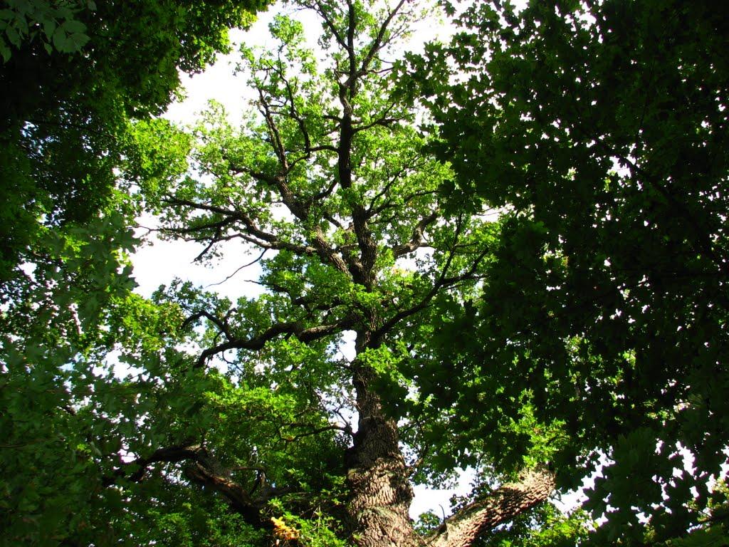 Шарівка з panoramio.com - Шарівка